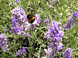 Hummel auf Lavendel