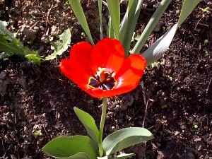 Tulpe