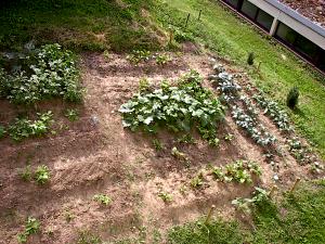 Gartenerweiterung - Nutzgarten