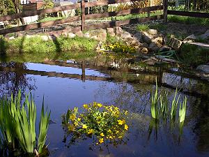 Wasserschertlilien - Sumpfdotterblume