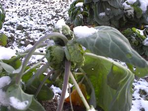 Rosenkohl - schmeckte nicht!